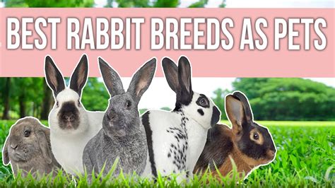 Best Rabbit Breeds as Pets – HousePetsCare.com