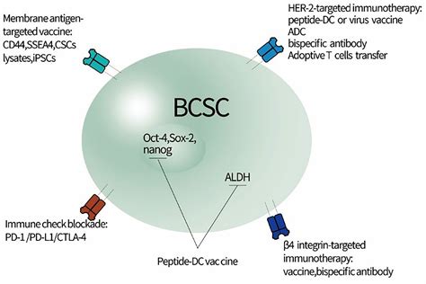 Frontiers Targeting Breast Cancer Stem Cells Directly To Treat