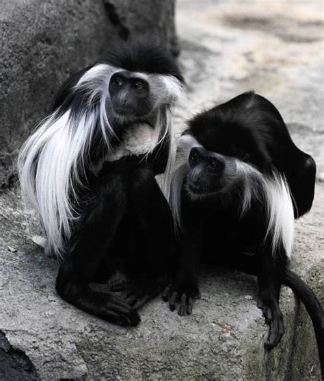 Angolan colobus monkey baby -- Chicago Tribune