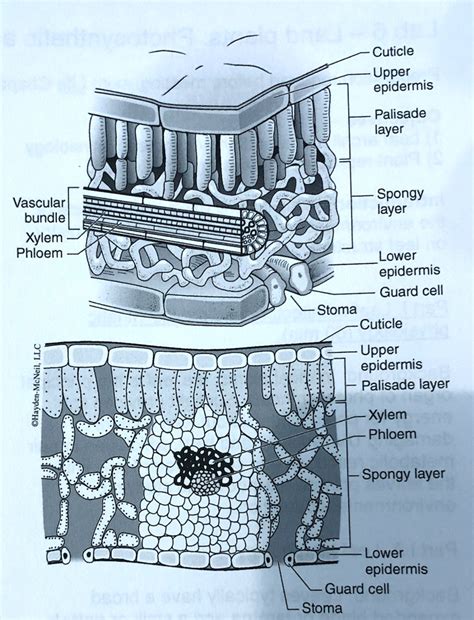 Solved Cuticle Upper Epidermis Palisade Layer Spongy Layer Vascular