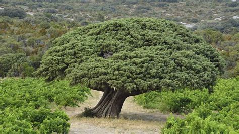 Le Palmarès 2017 Des Plus Beaux Arbres De France