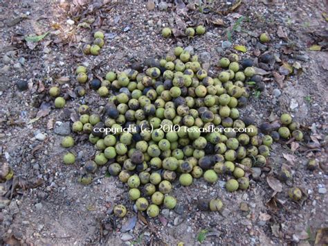 Texas Flora: Eastern Black Walnut