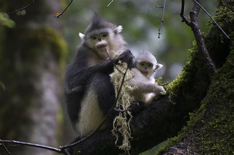 Endangered Snub Nosed Monkeys