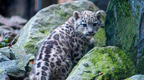 Snow Leopards Cubs With Blue Eyes