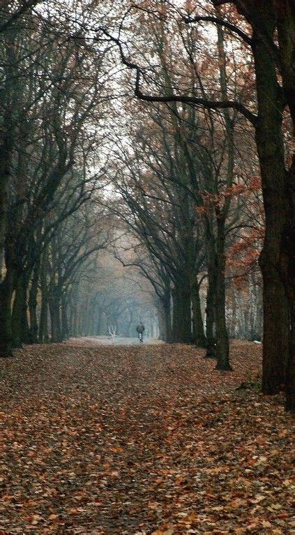 Berlin Grunewald Forest Travel Destination