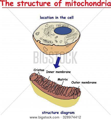 Mitochondria Vector & Photo (Free Trial) | Bigstock