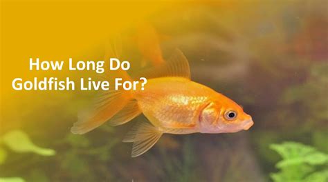 Goldfish Lifespan How Long Do Goldfish Live For In Bowl And Tank