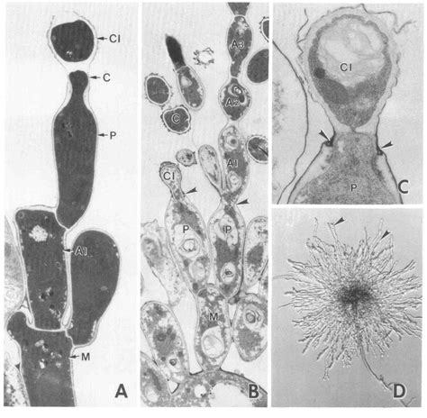 Aspergillus Nidulans Morphology