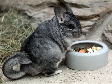 Chinchilla Chinchilla Lanigera Long Tailed Chinchilla Flickr