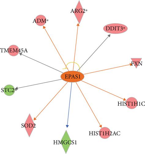 Canonical Pathways Enriched By DEGs Based On IPA A Significant