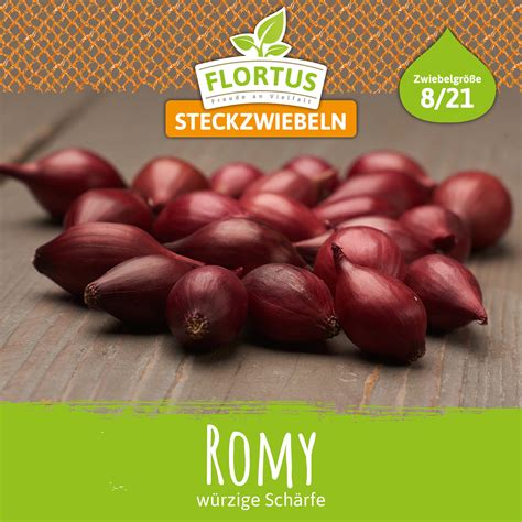 Steckzwiebel Romy Steckzwiebeln von FLORTUS Großhandel für