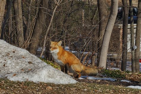 Fond Décran Faune Renard Rouge Neige Hiver Chien Comme Mammifère