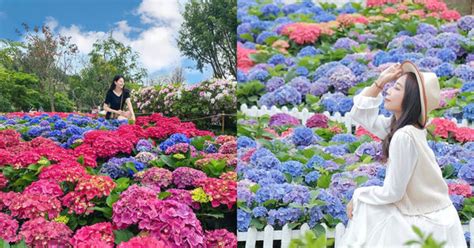 迎接繡球花季！攻略全台必打卡8大景點 享受夢幻花海簇擁氛圍 Ettoday旅遊雲 Ettoday新聞雲