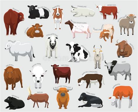 Cattle Chart With Breeds Name Stock Vector Illustration Of Full