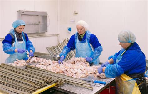 Workers Working In A Chicken Meat Plant Stock Image Image Of Food