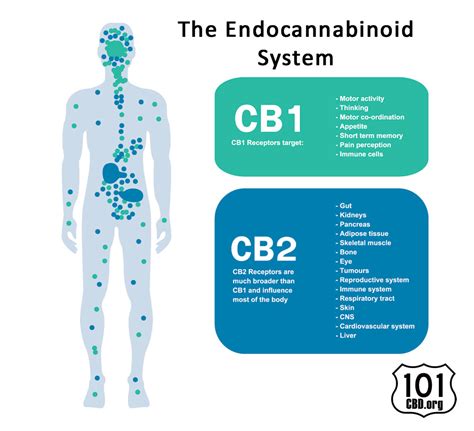 The Endocannabinoid System Cbd Org