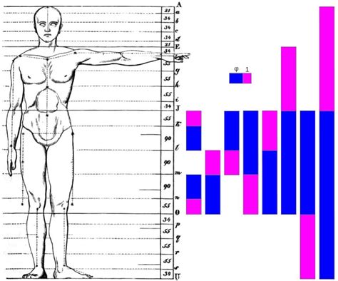 Fibonacci Sequence Human Body