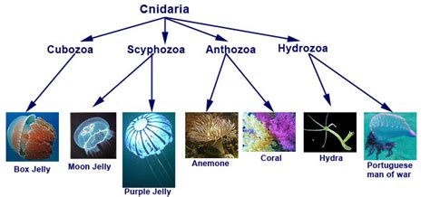 Cnidaria - circulatory 101