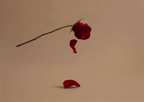 8200 Falling Roses Stock Photos Pictures And Royalty Free Images Istock