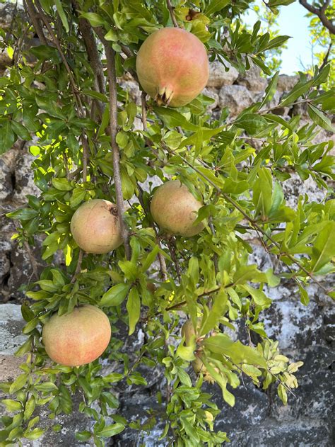 La Grenade Et Sa Symbolique — Tuyaux De Jardin