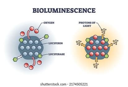 Bioluminescence Chemical Explanation Light Emission Outline Stock ...