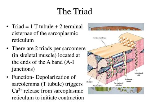 Triad Anatomy