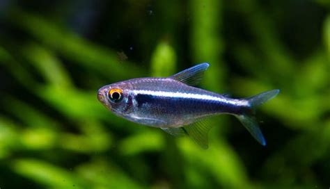 Glowlight Tetra Hemigrammus Erythrozonus Ultimate Care Guide Fish