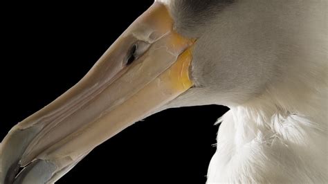 Albatrosses | National Geographic