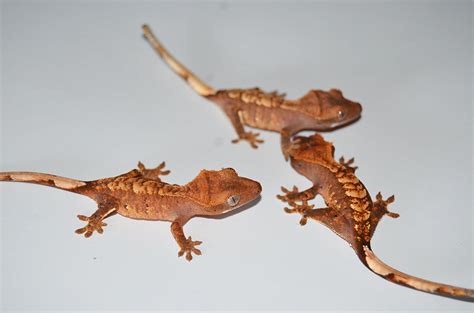 "Normal" Baby Crested gecko for sale – TikisGeckos