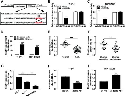 Retracted Article LncRNA ZEB2 AS1 Regulates The Drug Resistance Of