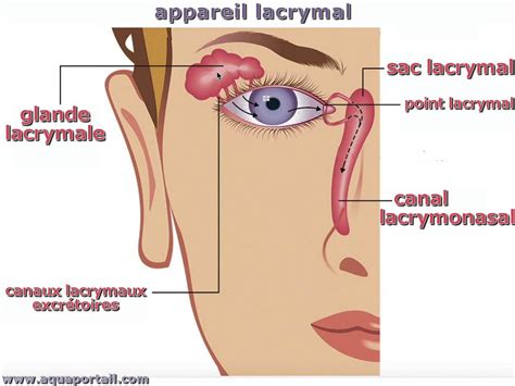 Glande lacrymale définition et explications