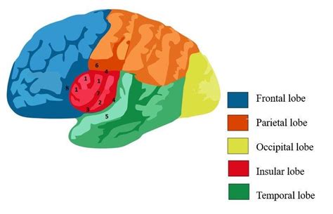 Insula Brain Model