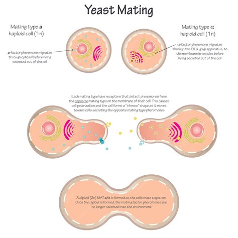 Yeast Diagram