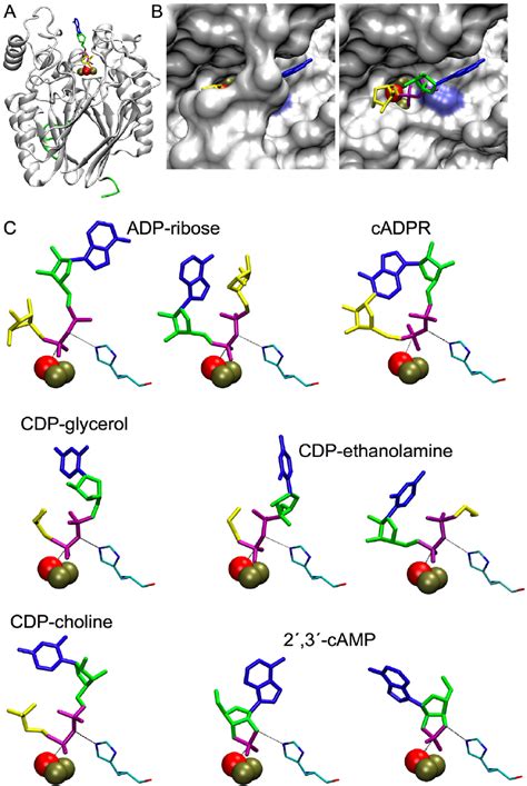 Substrates Docked To The Crystal Structure Of Zebrafish ADPRibase Mn