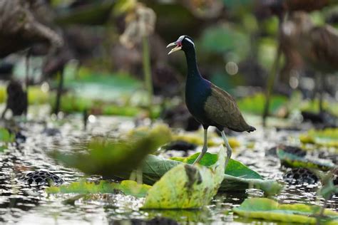 Bronze Winged Jacana Pictures Az Animals