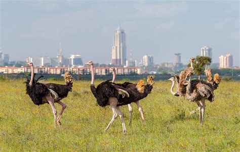 Nairobi National Park Safari - Travel4Purpose Tours in Nairobi, Kenya