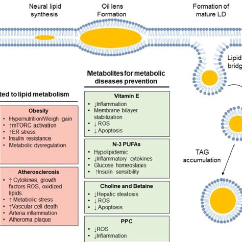 A Lipid Droplet Synthesis Neutral Lipids Are Synthesized Into The Download Scientific