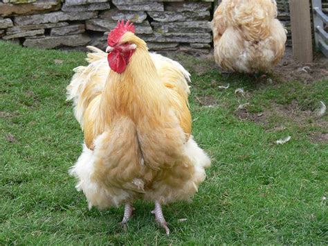 Castle Of Mey Visit Scotlands Castles And Historic Houses Chickens