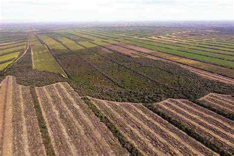 Bolivia Perdió Casi Ocho Millones De Hectáreas De Bosques Y Más De La