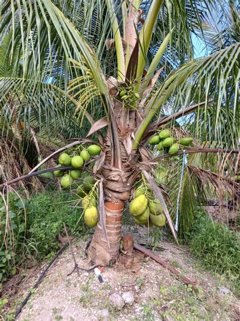 Malayan Dwarf Coconut Grow Guide Tropical Tree Guide