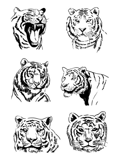 Hand Drawn Tiger Vector Art Png Cartoon Tiger Hand Drawn Line Drawing