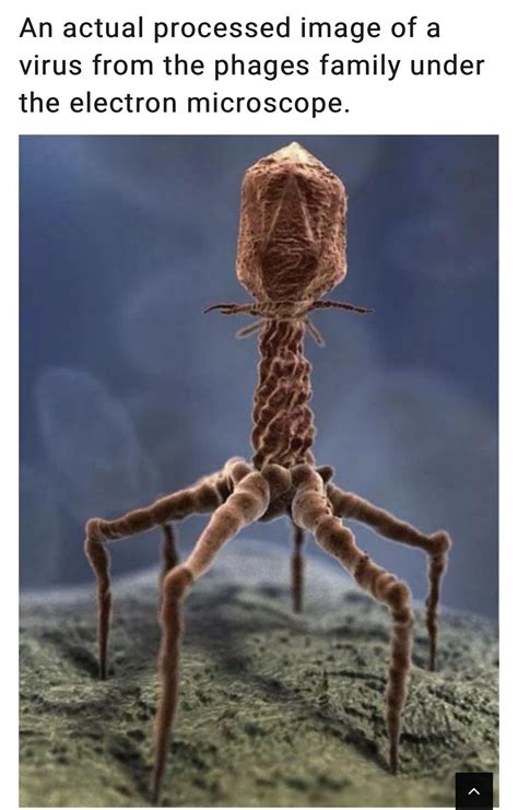 Electron Microscope Bacteriophage