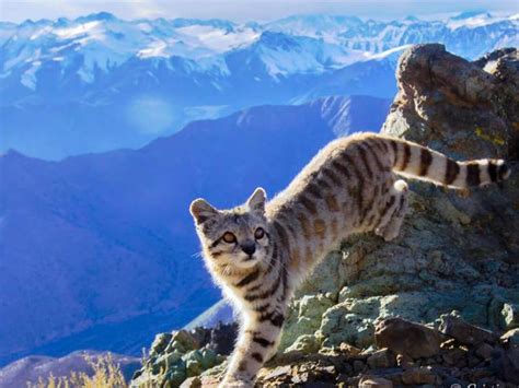 El Misterioso Gato Sagrado De Los Andes Que Fotografiaron En Mendoza