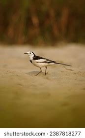 Birds Marvels Flight Color Grace Our Stock Photo Shutterstock