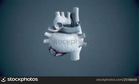 Human heart, realistic anatomy 3D illustration. Human heart, realistic ...