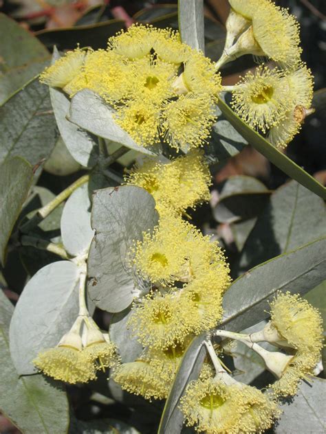 Eucalyptus Wyolensis In 50mm Forestry Tube Trigg Plants