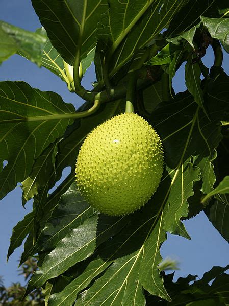 File:Artocarpus altilis (fruit).jpg - Wikimedia Commons