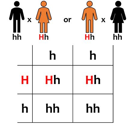 Monohybrid Cross | Example of a Monohybrid Cross - Video & Lesson ...