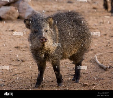 Javelina Arizona Hi Res Stock Photography And Images Alamy