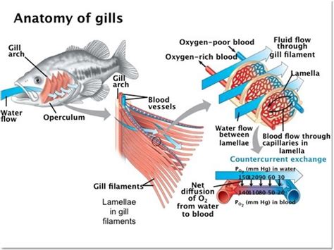 How Does Hemoglobin Work At The Gills Of A Fish